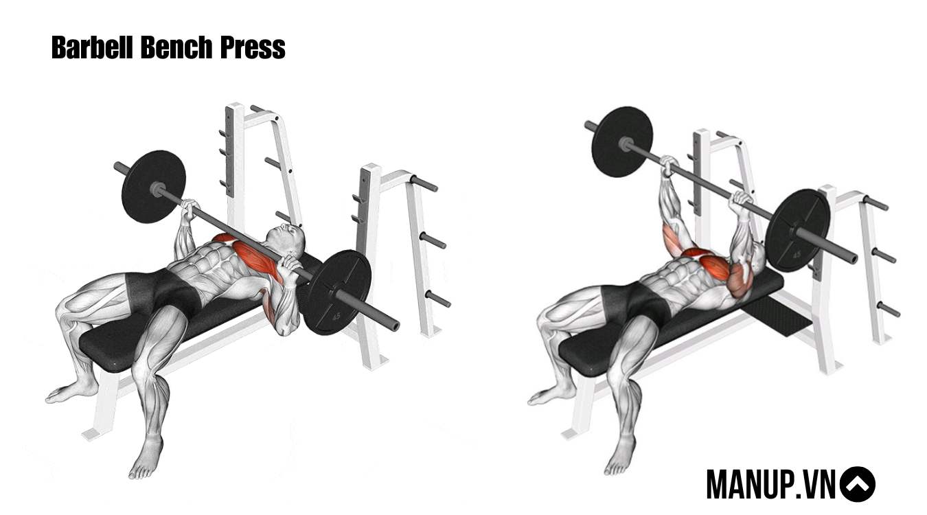 Các bài tập ngực với tạ dài