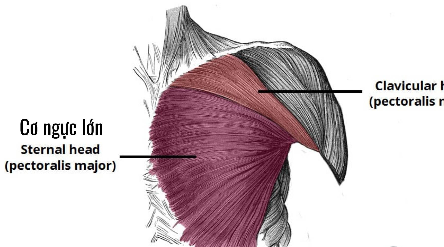 Bài tập ép ngực