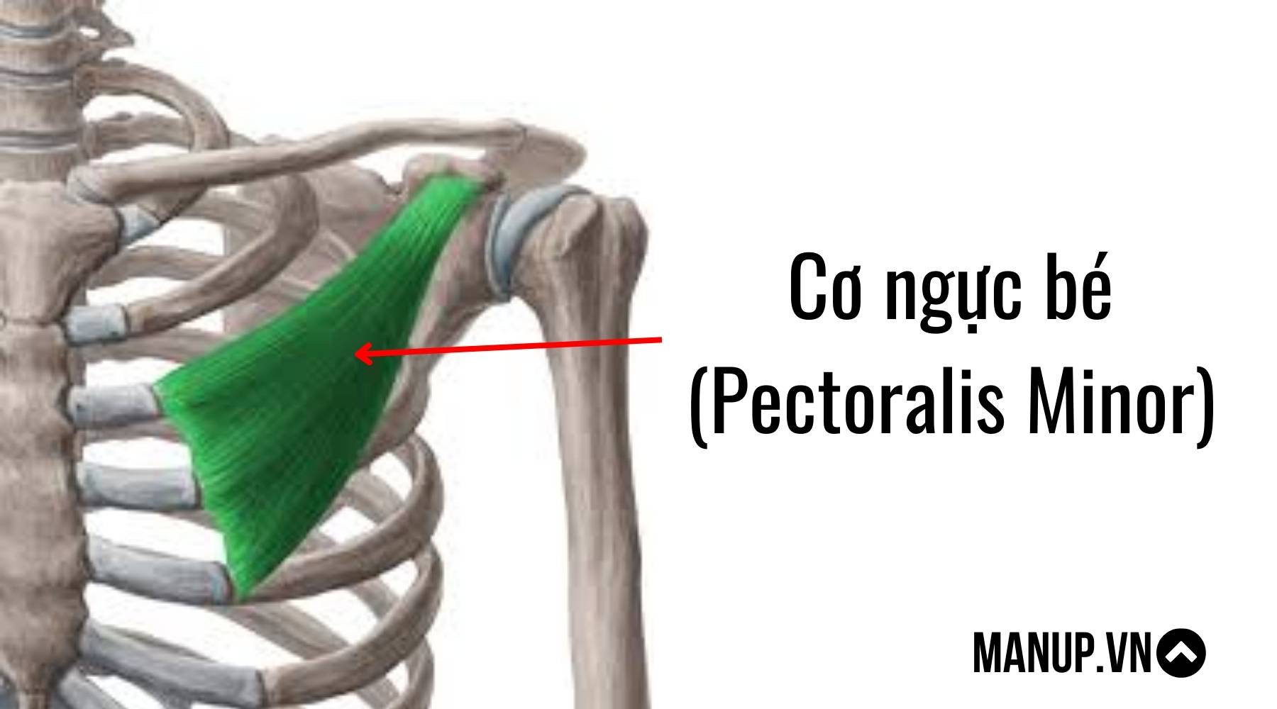 Bài tập ép ngực