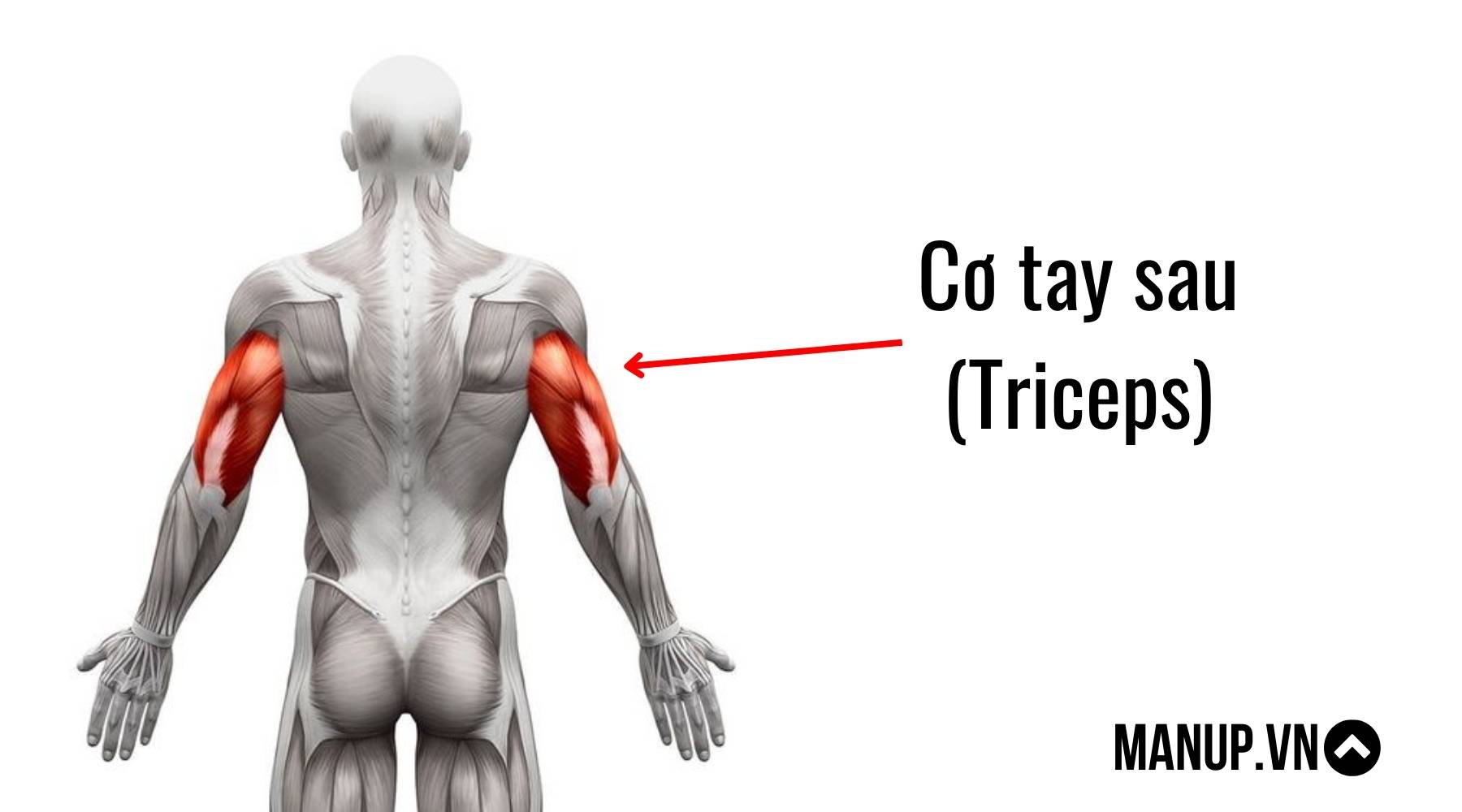 Bài tập ép ngực