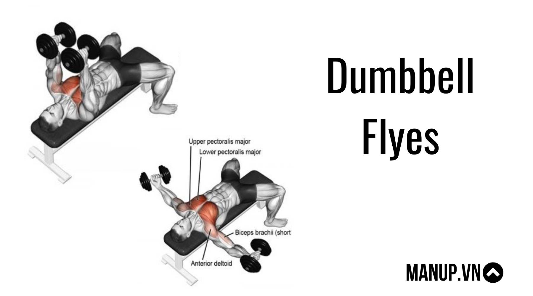 Bài tập ép ngực Dumbbell Flyes