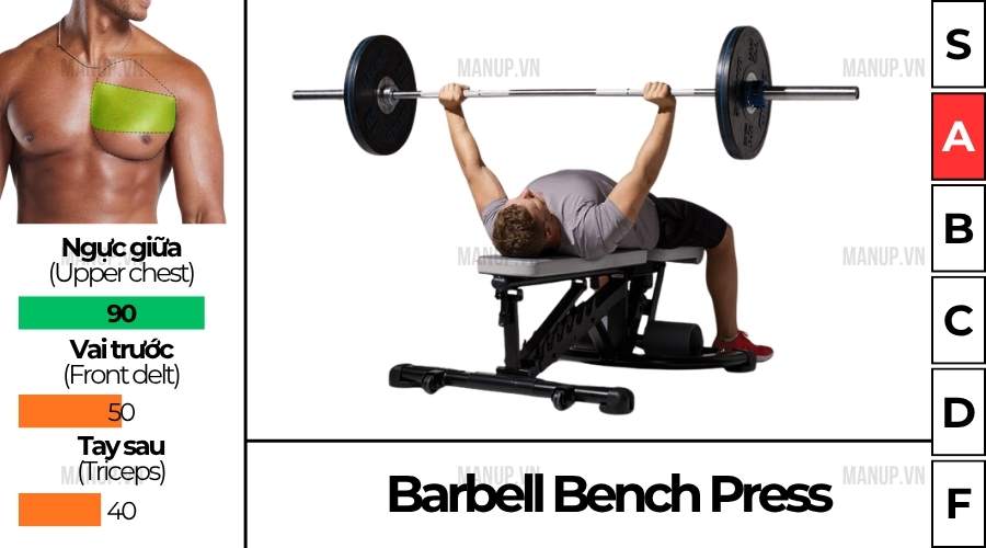 bài tập gym Barbell Bench Press