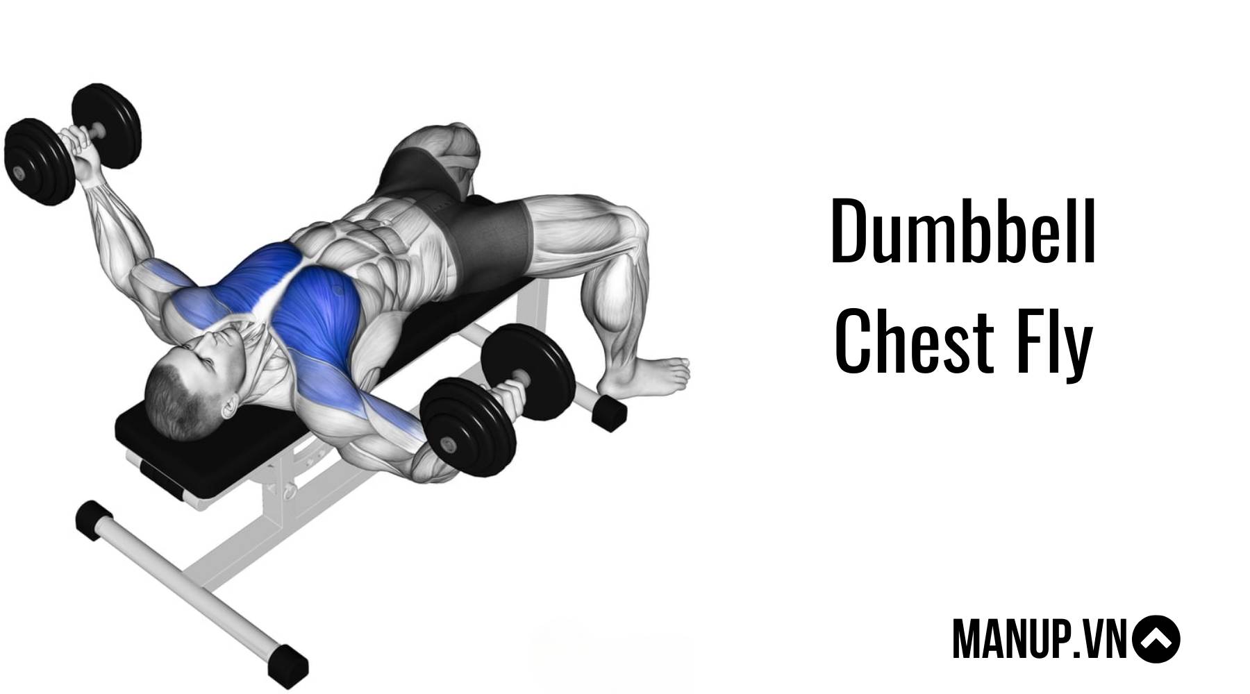 Dumbbell Chest Fly