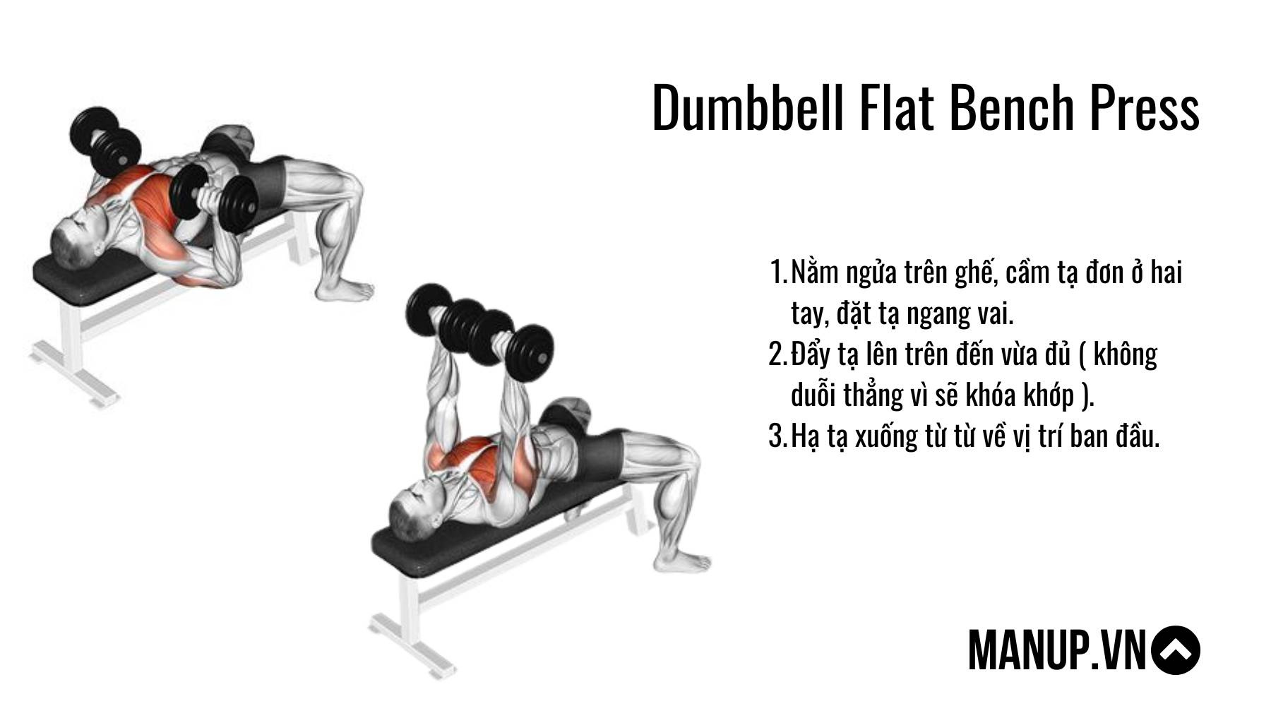 Dumbbell Flat Bench Press