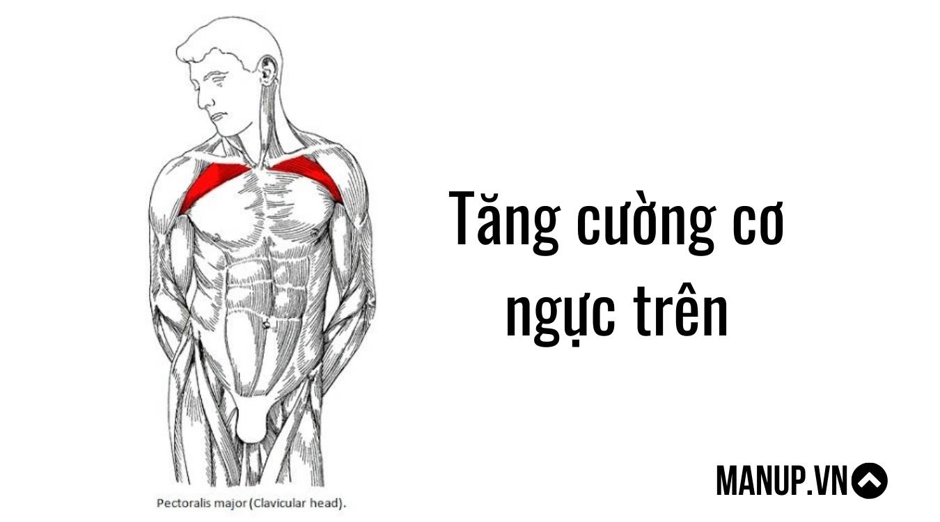 Barbell Incline Bench Press