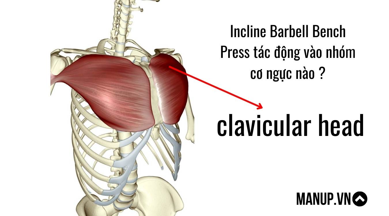 Barbell Incline Bench Press