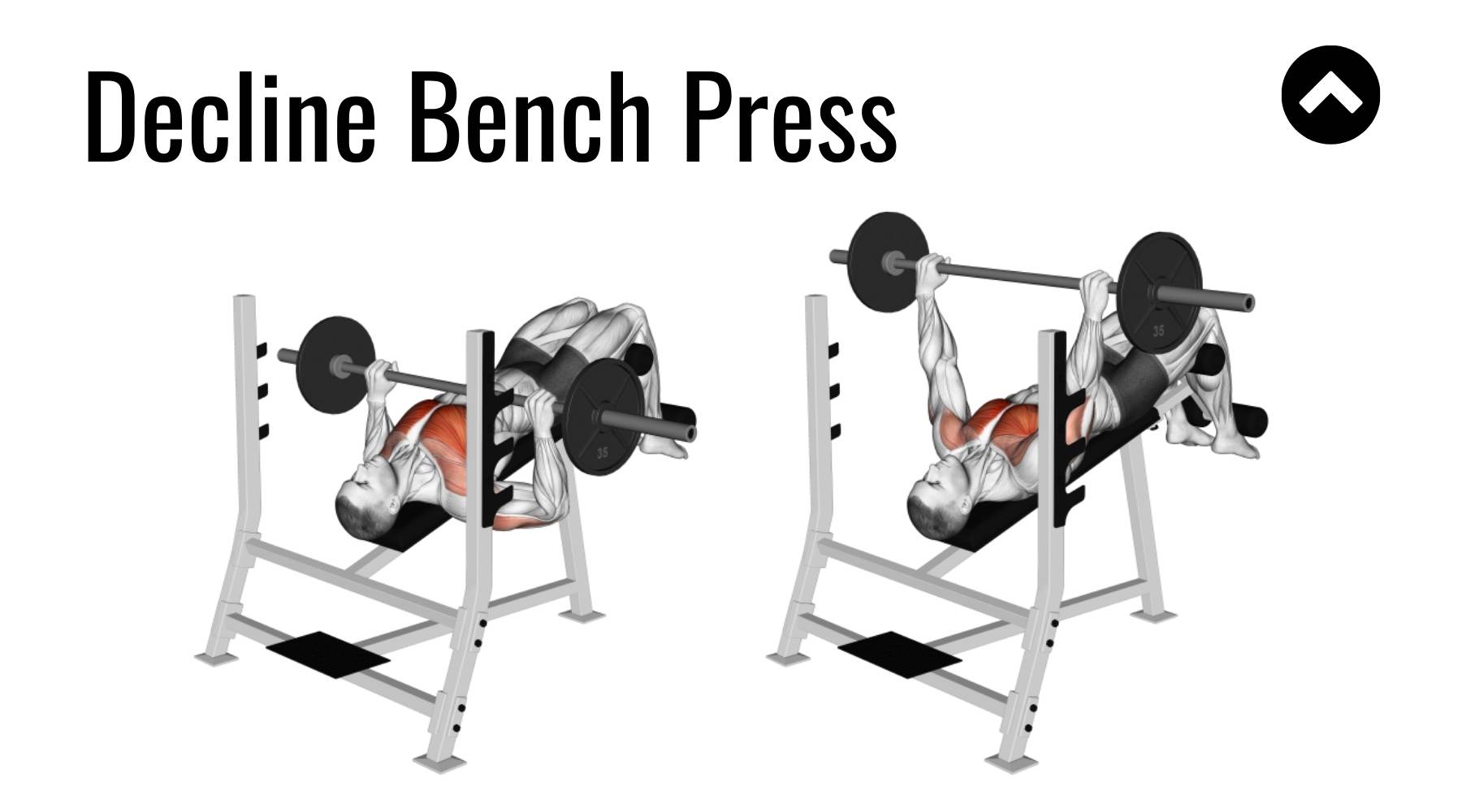 - Decline Bench Press