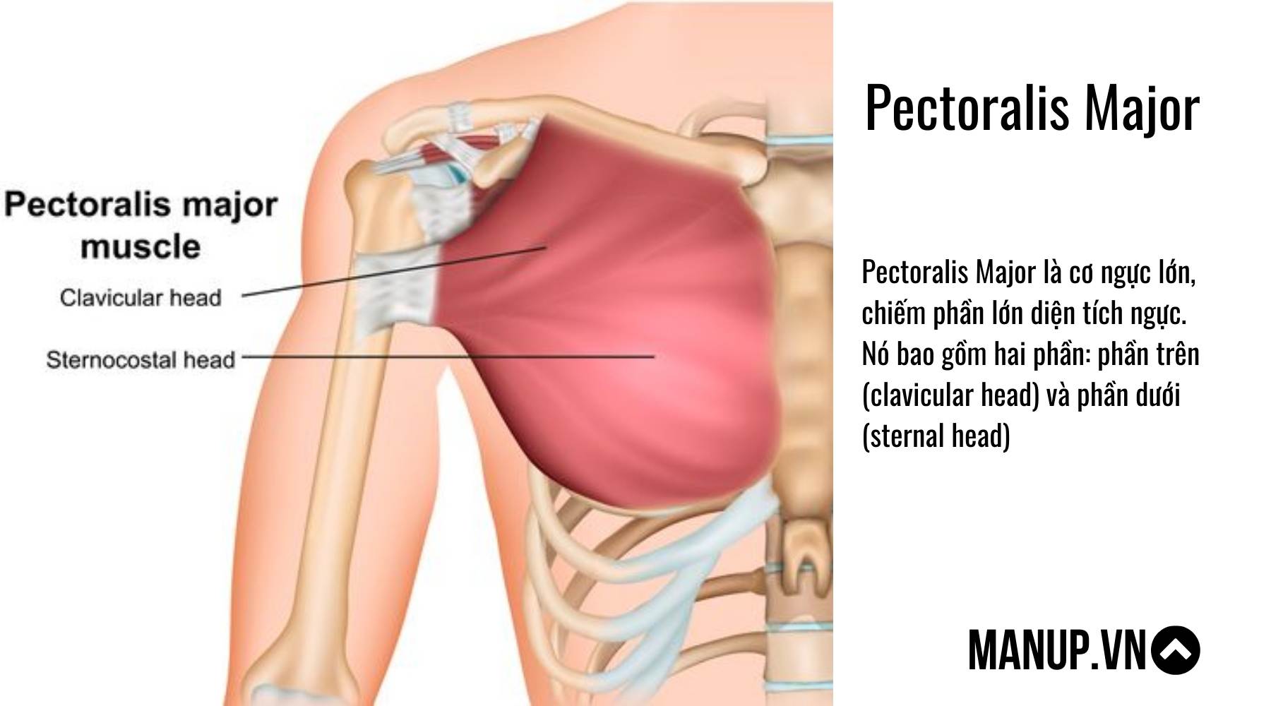 Cấu tạo cơ ngực