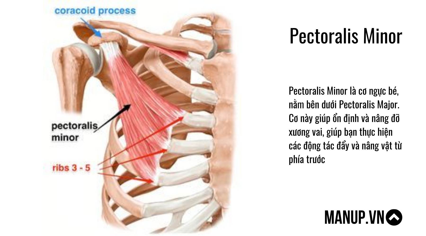 Cấu tạo cơ ngực
