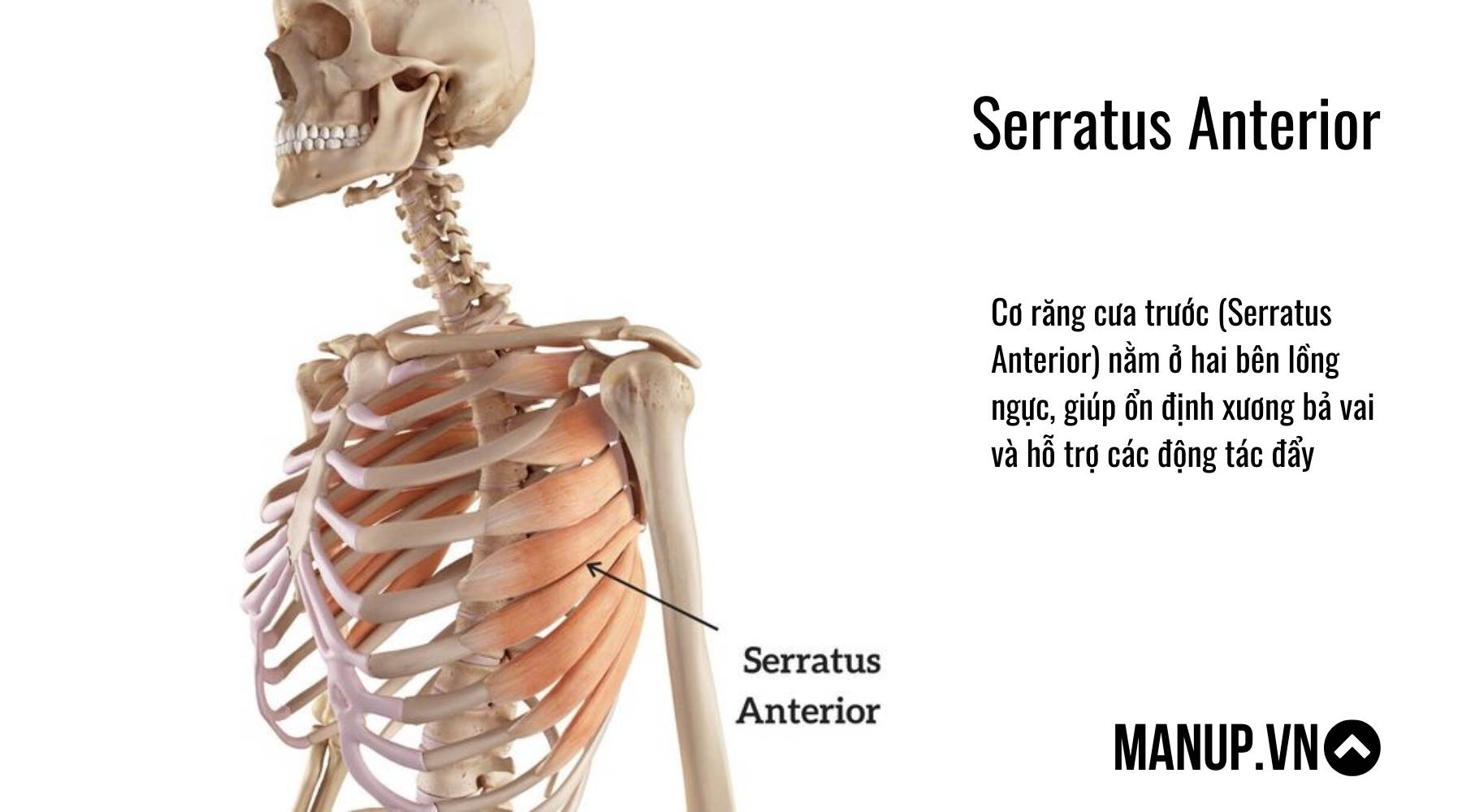 Cấu tạo cơ ngực