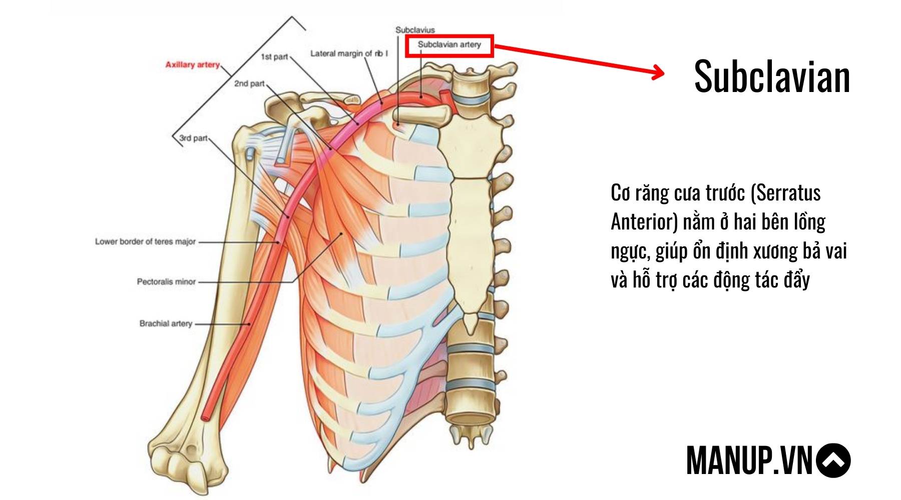 Cấu tạo cơ ngực