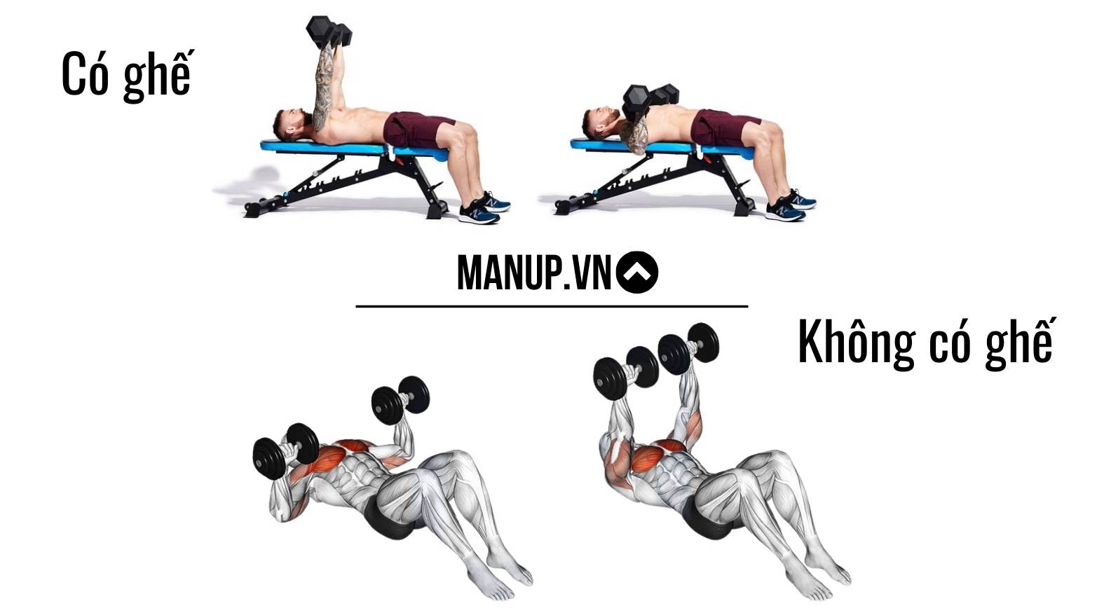 Dumbbell Bench Press ( Ngực )