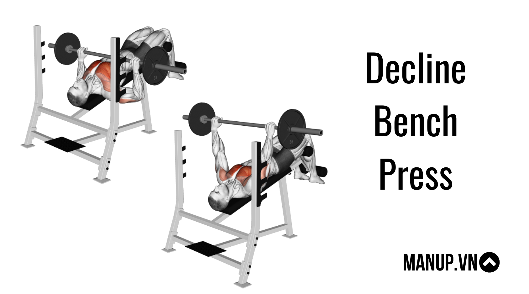 Các bài tập ngực với tạ dài