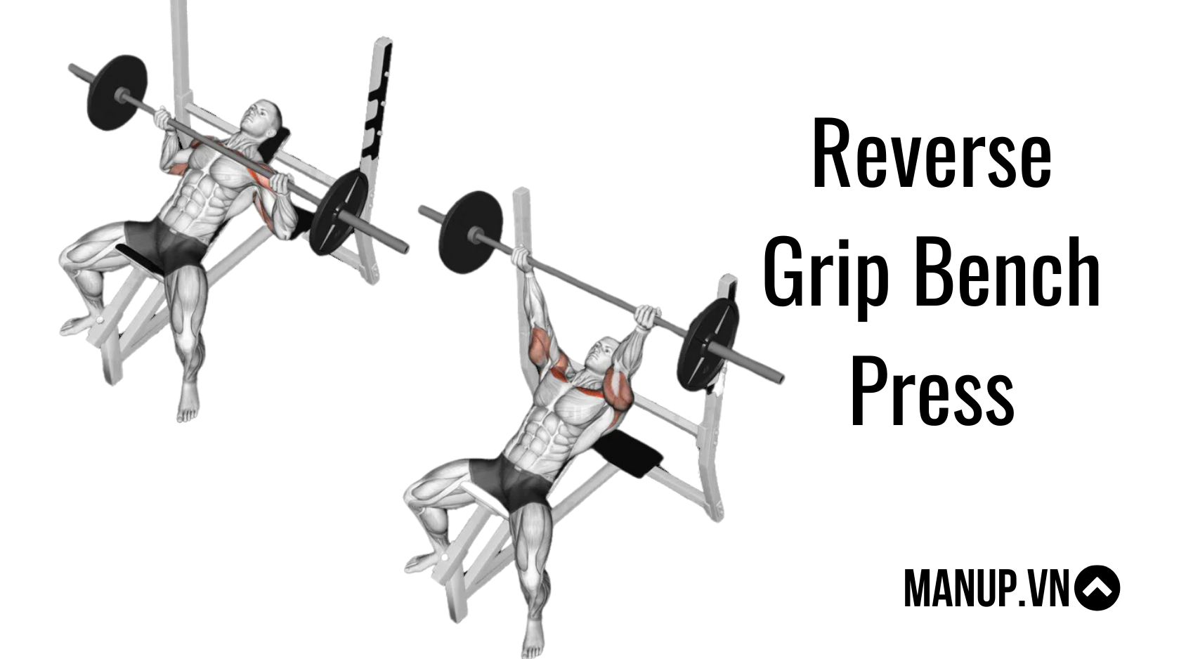 Các bài tập ngực với tạ dài