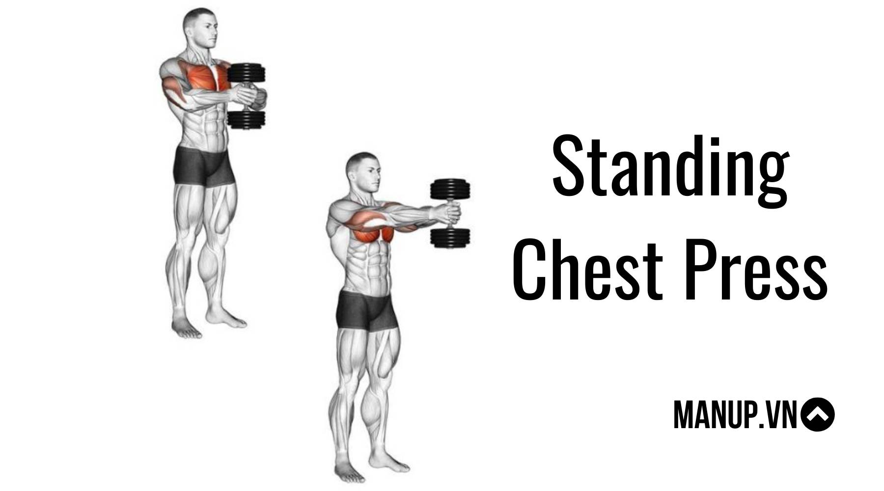 Tập ngực với tạ đơn không cần ghế