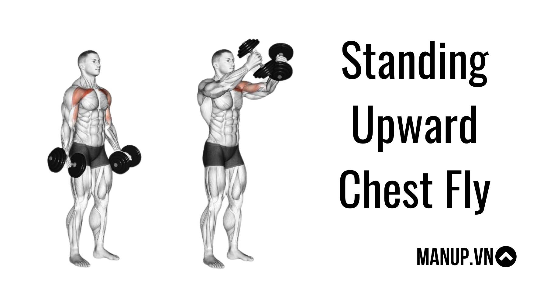 Tập ngực với tạ đơn không cần ghế