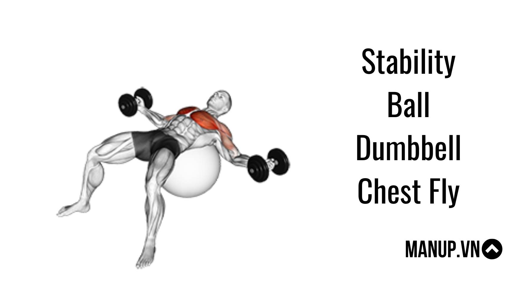 Stability Ball Dumbbell Chest Fly