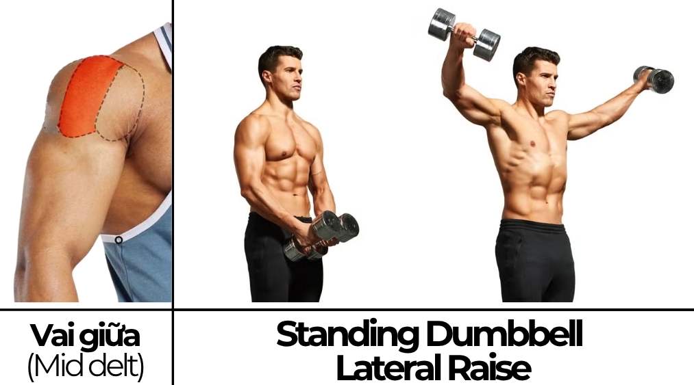 Standing Dumbbell Lateral Raise