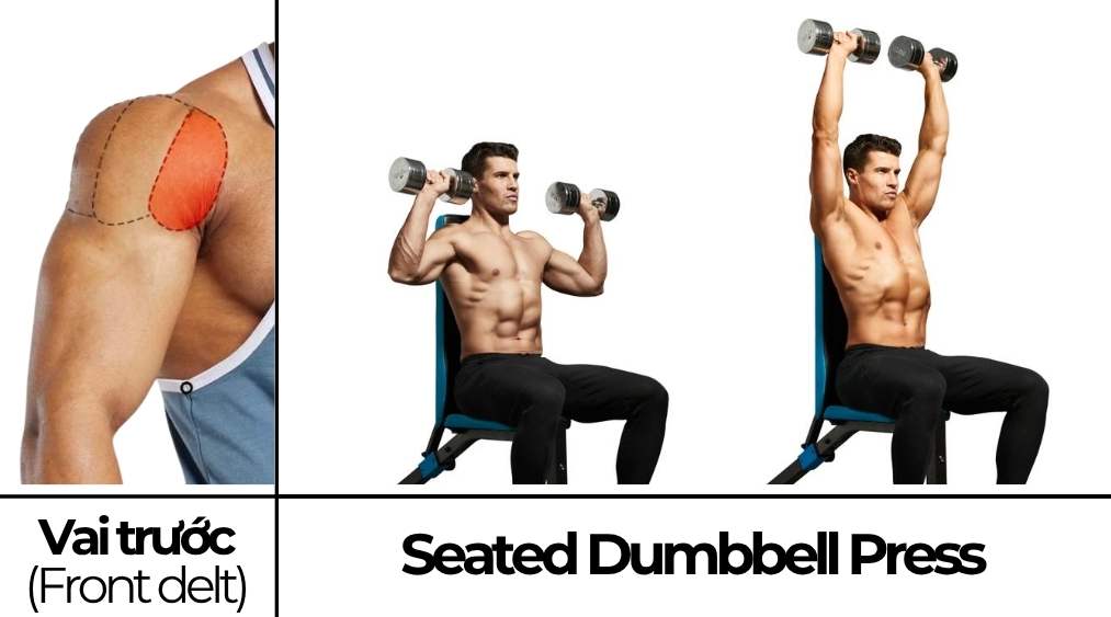 Seated Dumbbell Press
