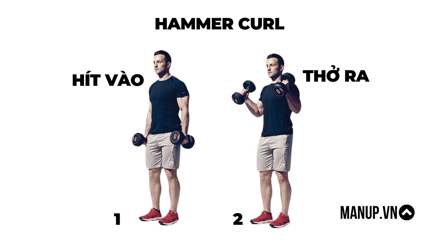 Hammer Curl