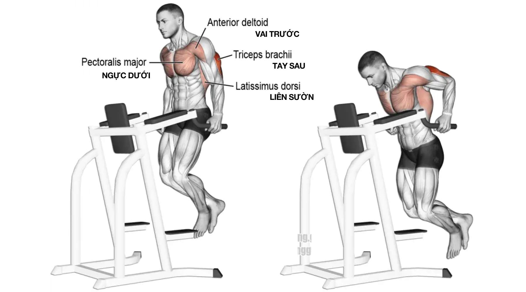 Chest Dips vào nhóm cơ nào ?