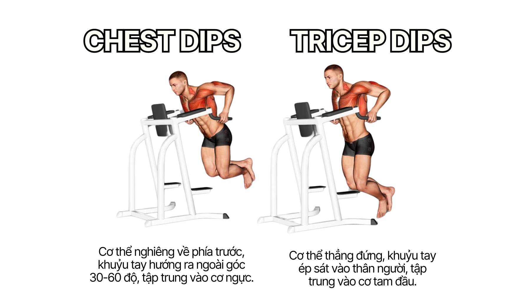 Sự khác biệt giữa Chest Dips và Tricep Dips