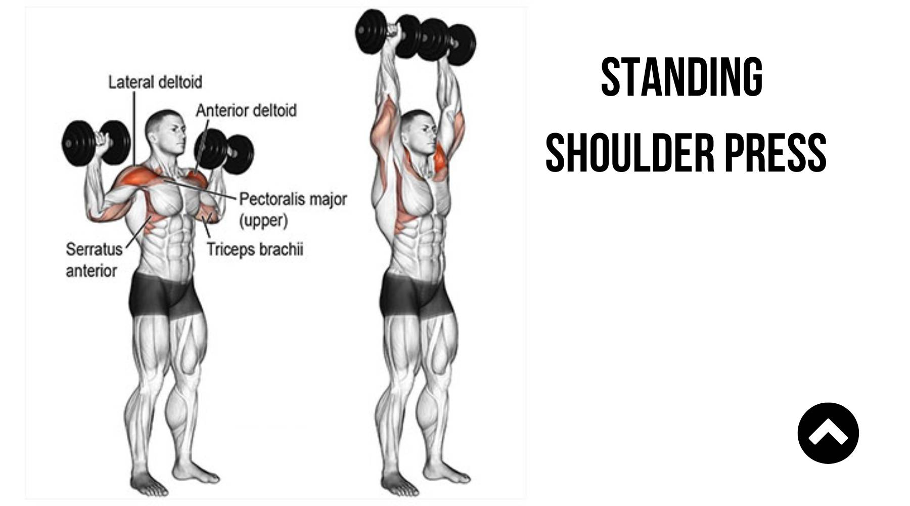 Standing Dumbbell Press