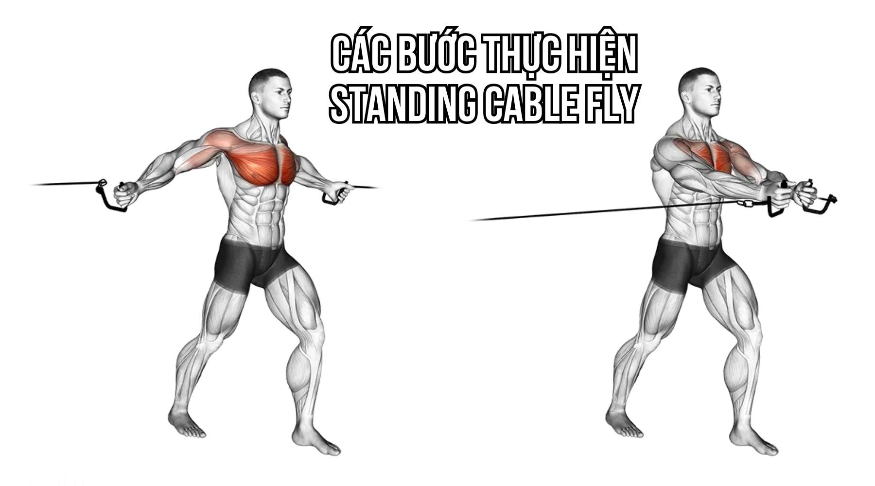 Standing Cable Fly