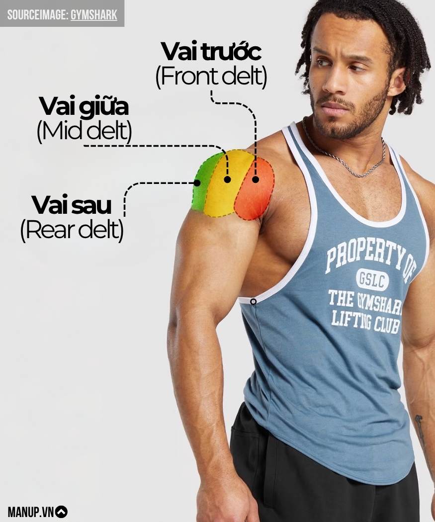 Giải phẫu cơ vai: 3 vùng chính