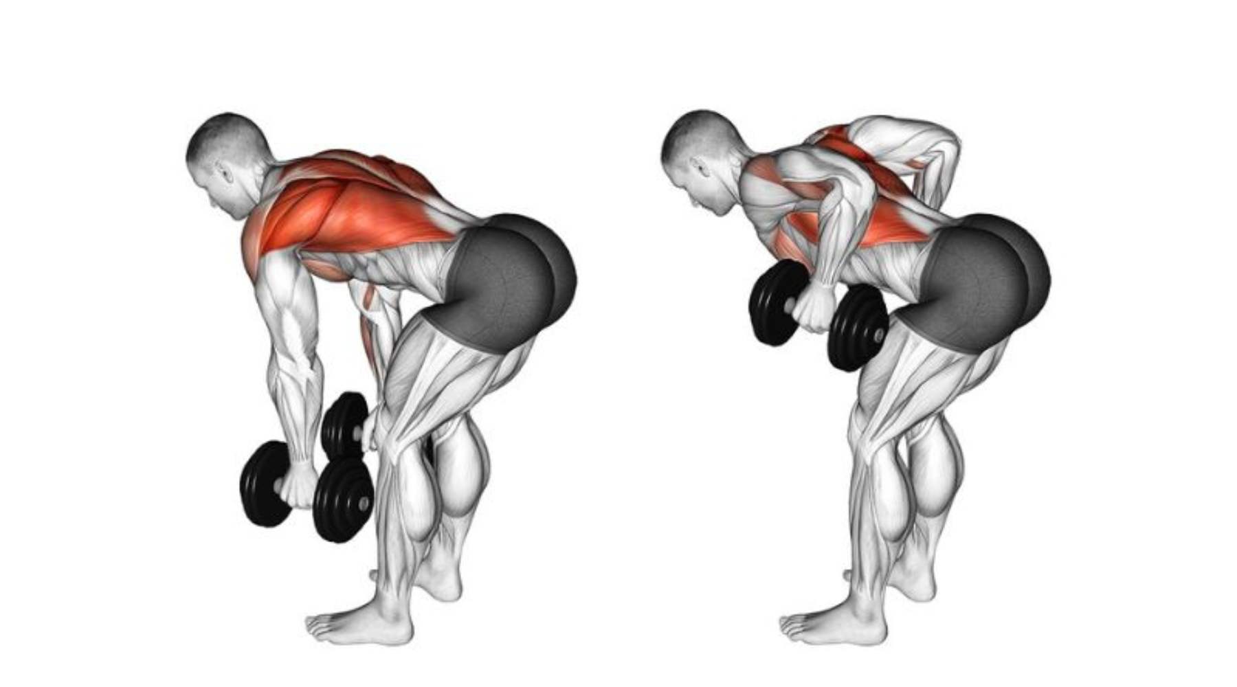 Dumbbell Bent Over Row