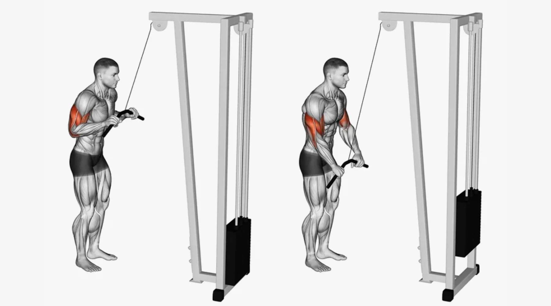 Straight Bar Tricep Extension