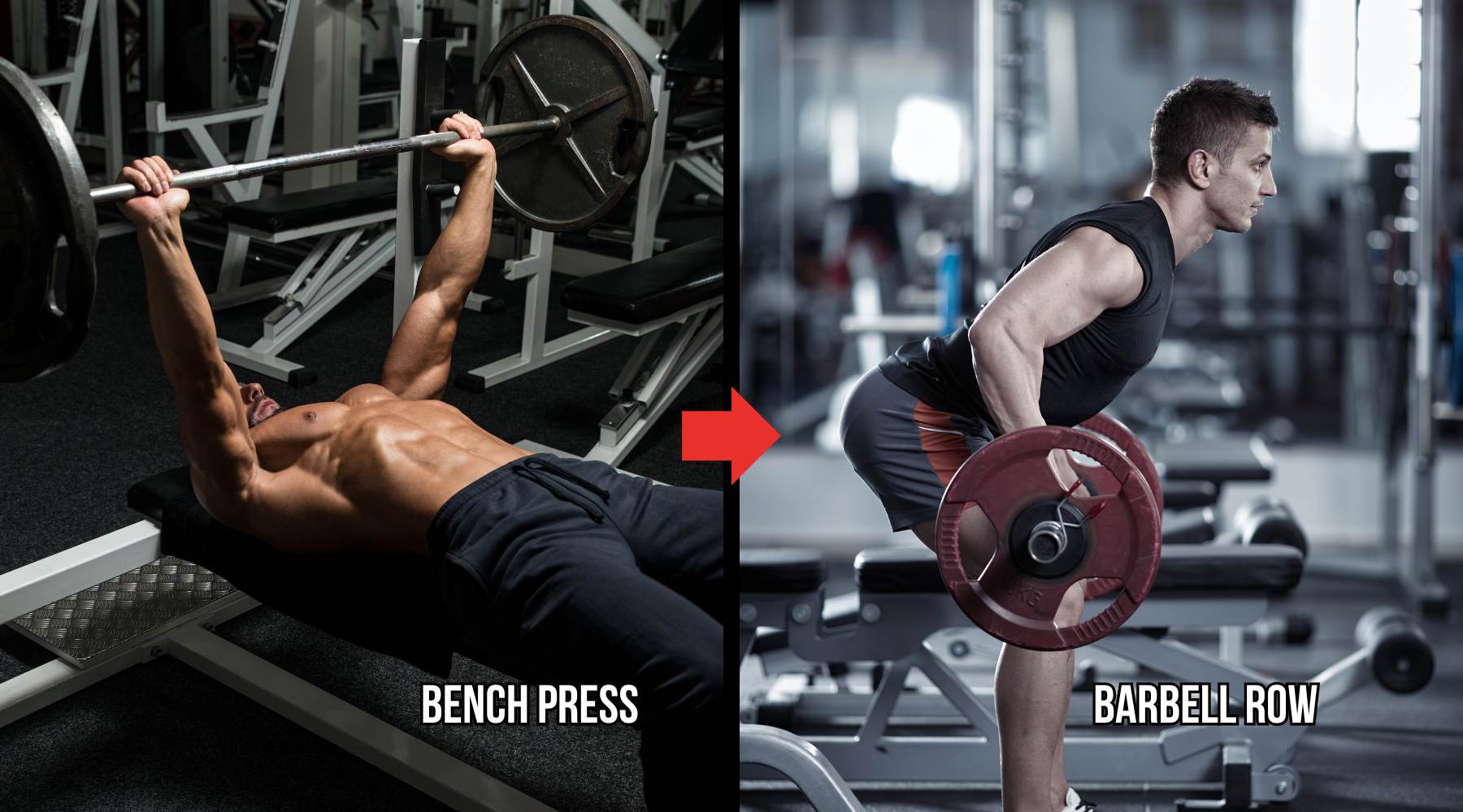 Opposing Muscle Groups