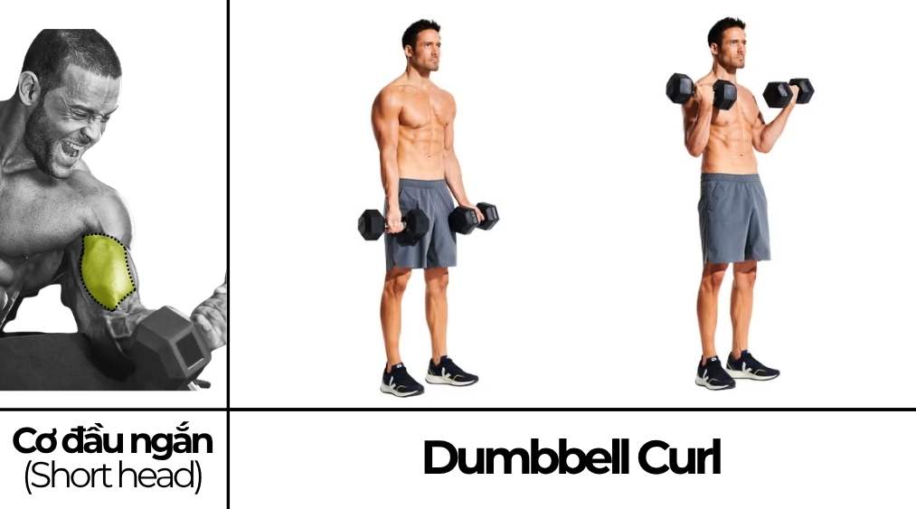 Dumbbell Curl