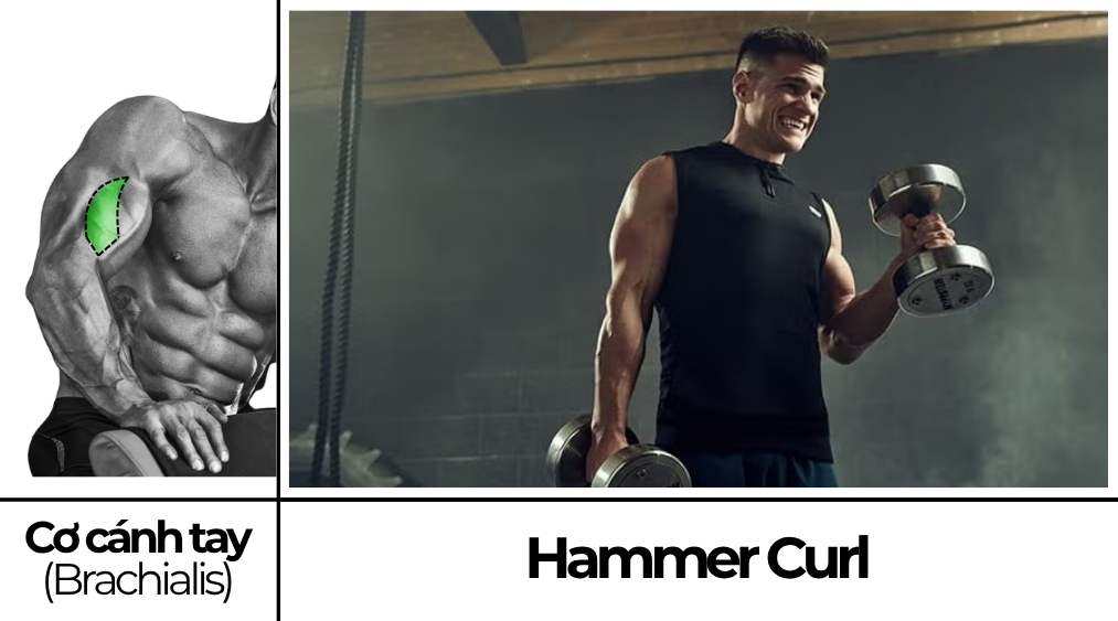 Hammer Curl