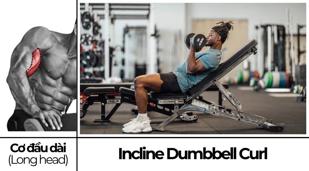 Incline Dumbbell Curl