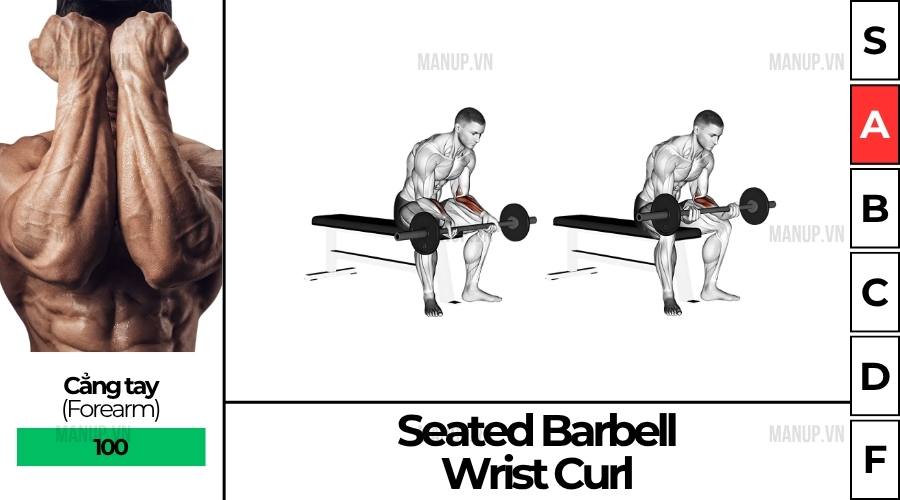 Seated Barbell Wrist Curl