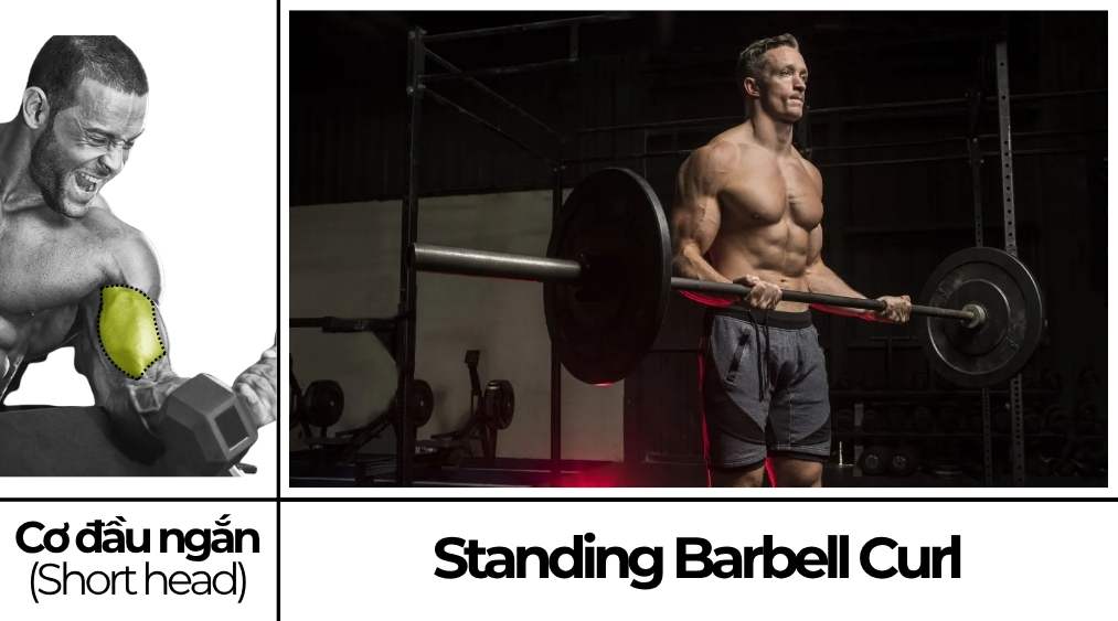 Standing Barbell Curl