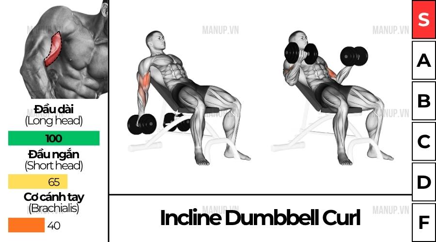 Incline Dumbbell Curl