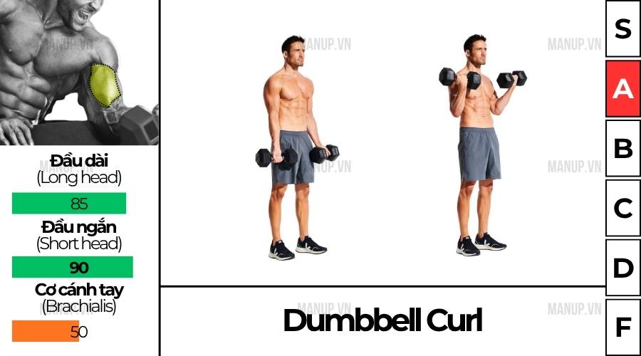 Dumbbell Curl