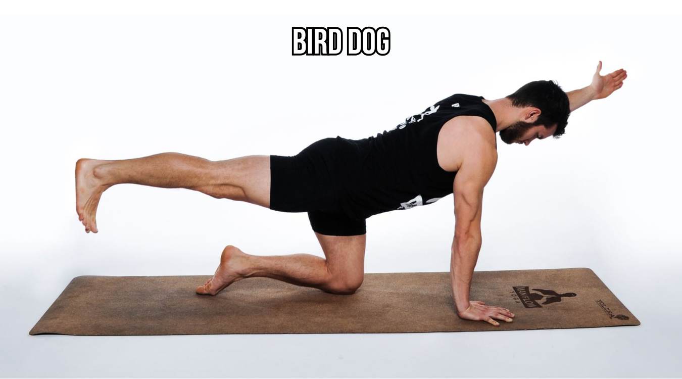 Bird dog