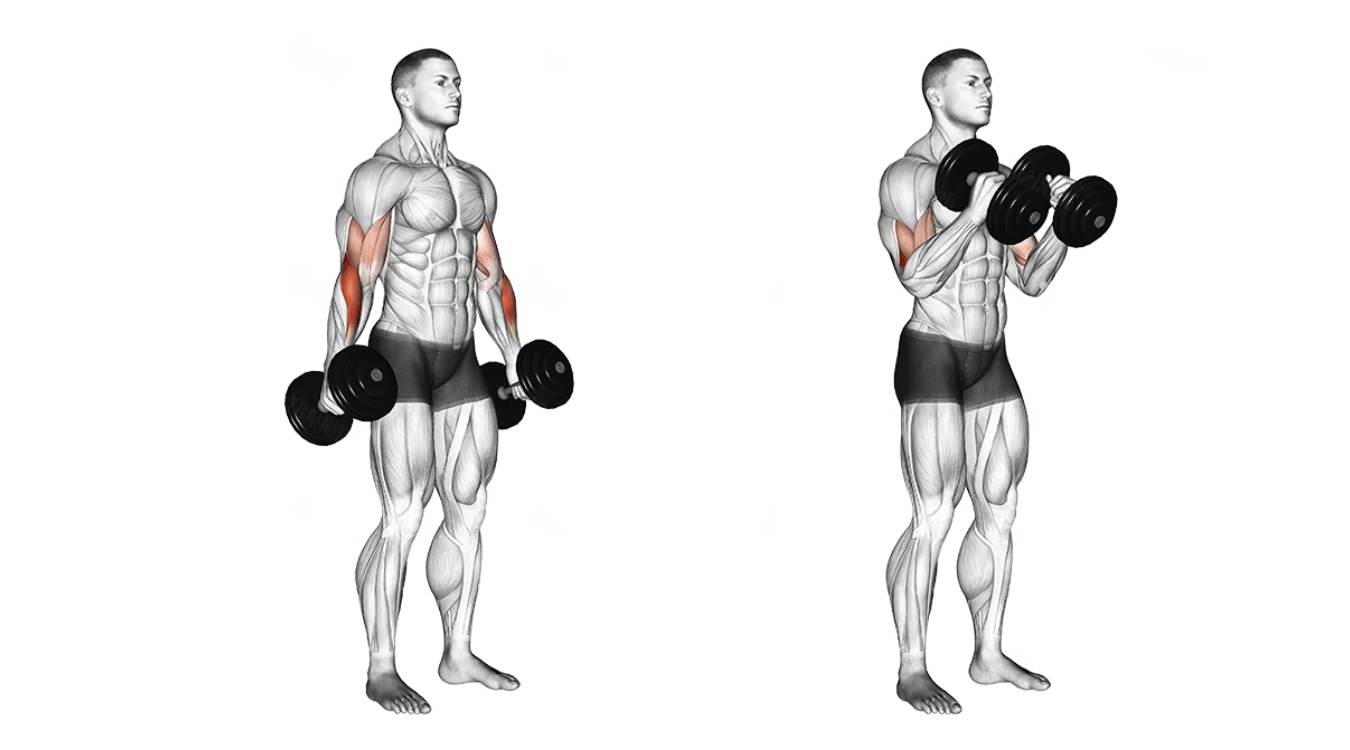 HƯỚNG DẪN TẬP BÀI HAMMER CURL