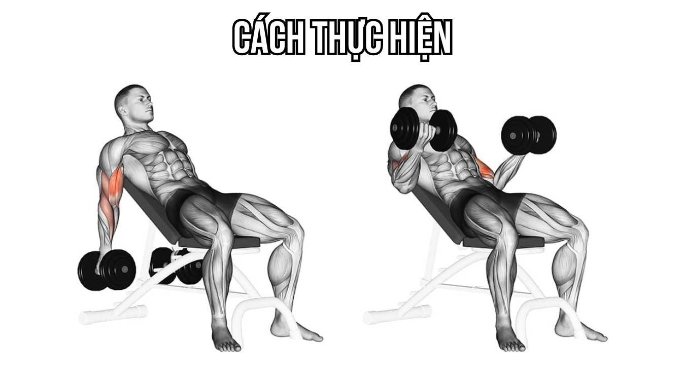 Cách thực hiện Incline Dumbbell Curl