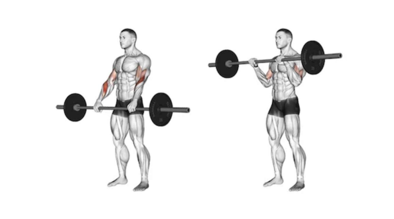 Cách thực hiện Reverse Grip Barbell Curl