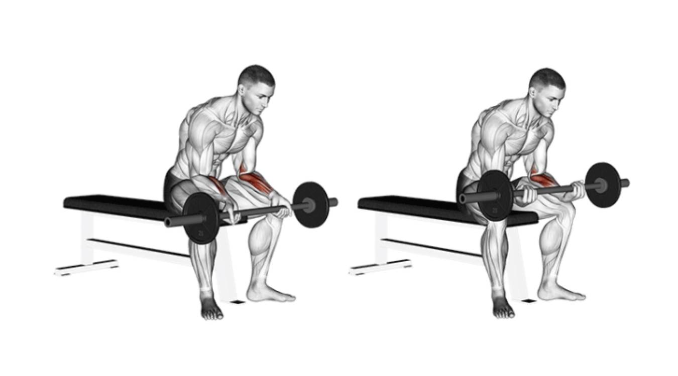 Cách thực hiện Seated Barbell Wrist Curl đúng kỹ thuật