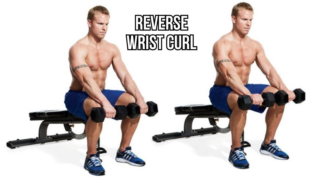 Reverse Wrist Curl