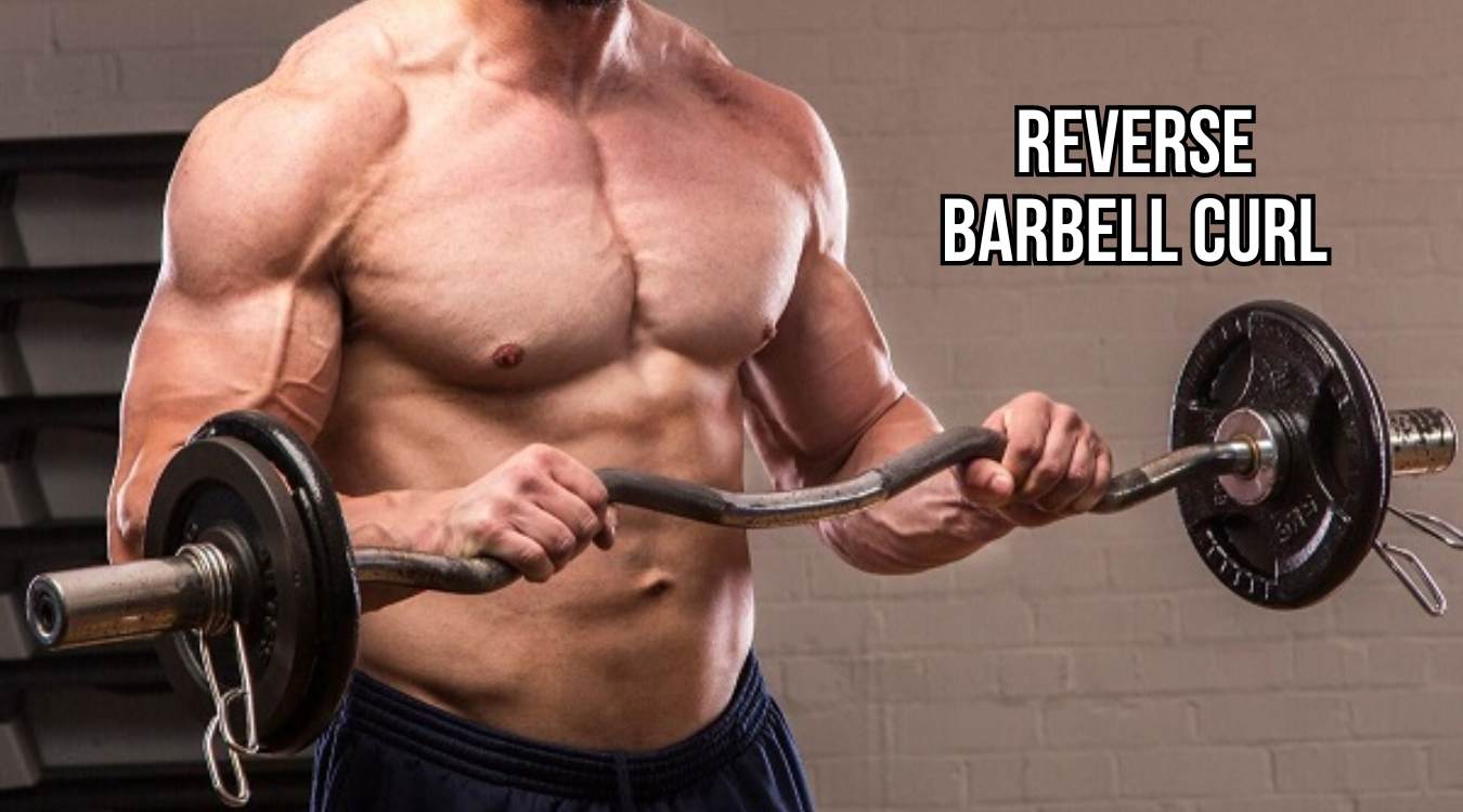 Bài tập Reverse Barbell Curl