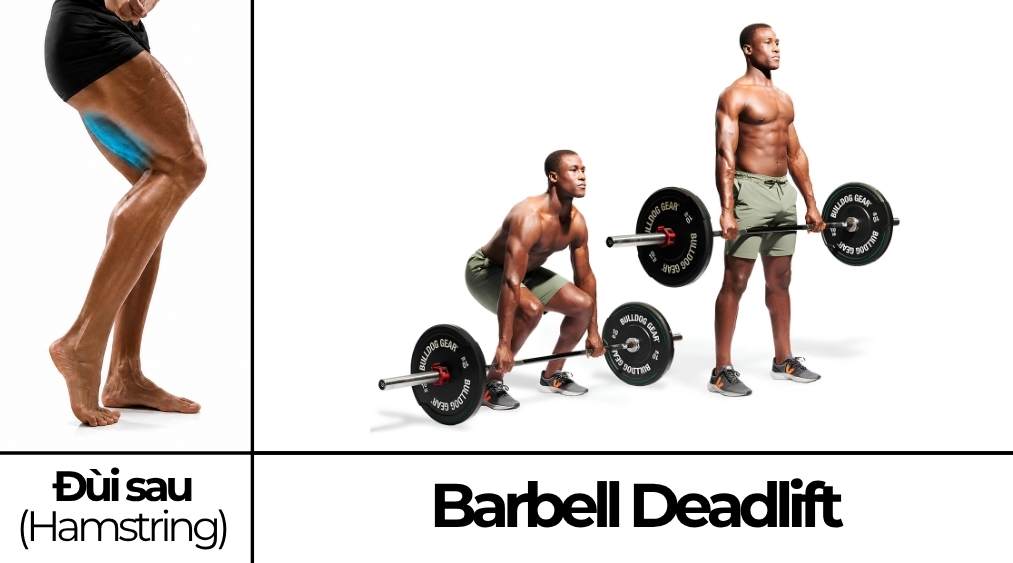 Barbell Deadlift