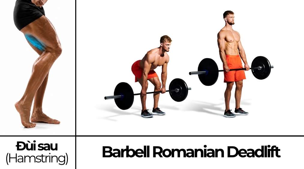Barbell Romanian Deadlift