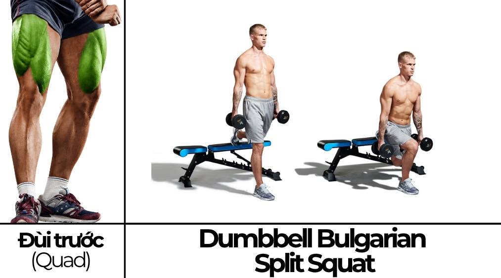Dumbbell Bulgarian Split Squat