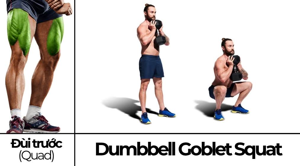 Dumbbell Goblet Squat